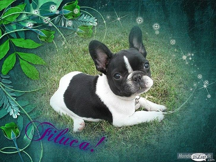 Fransk bulldog Filuca billede 4