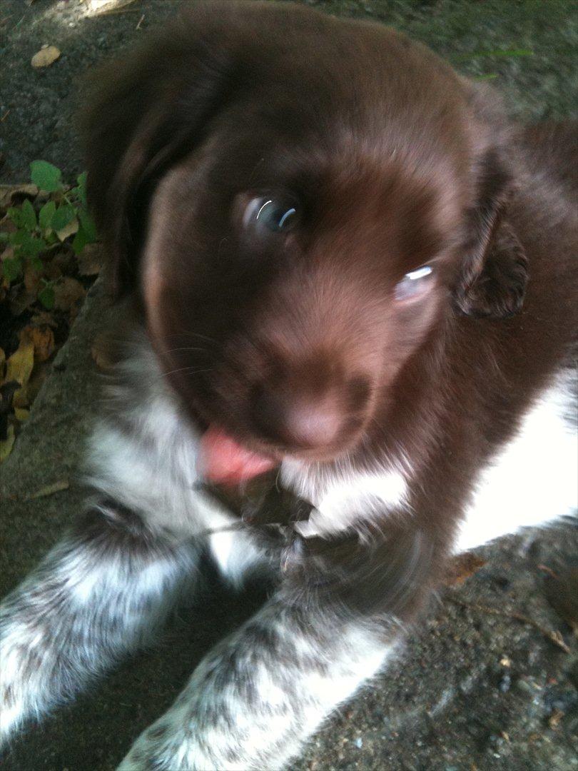 Blanding af racer Dingo billede 1