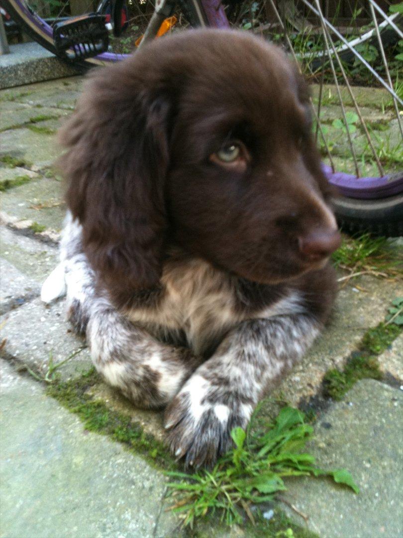 Blanding af racer Dingo billede 2