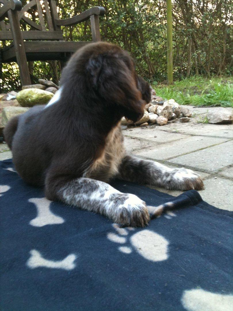 Blanding af racer Dingo billede 3