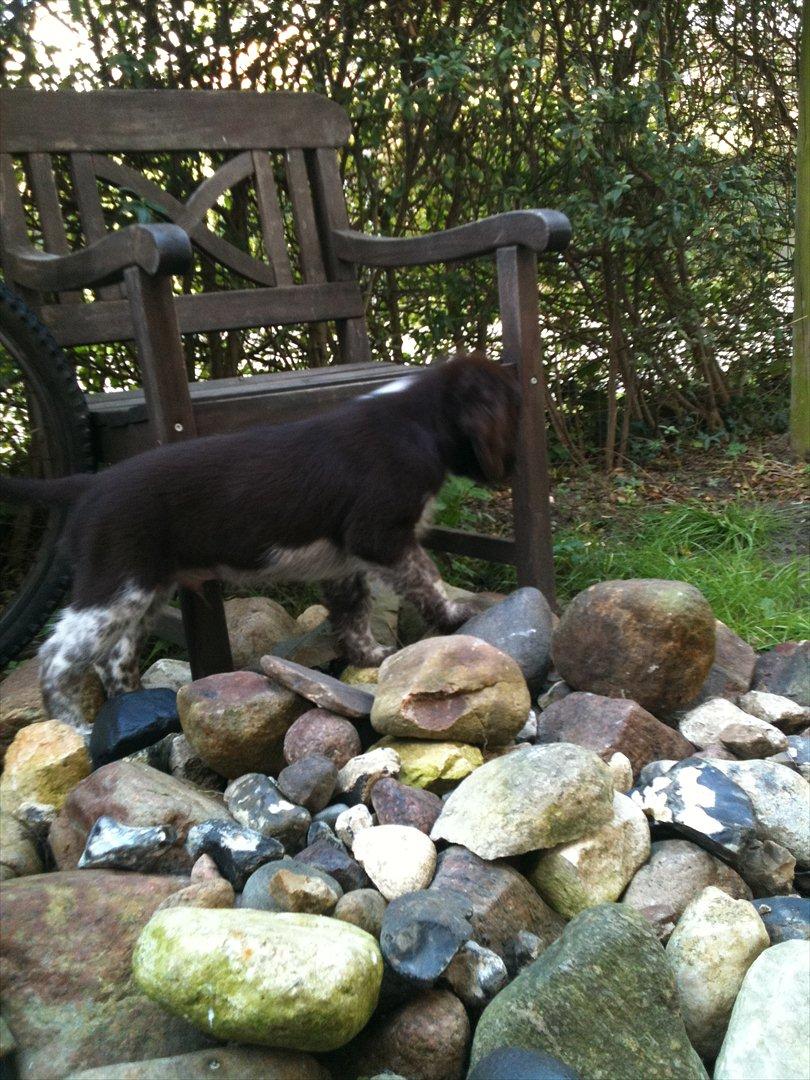 Blanding af racer Dingo billede 4