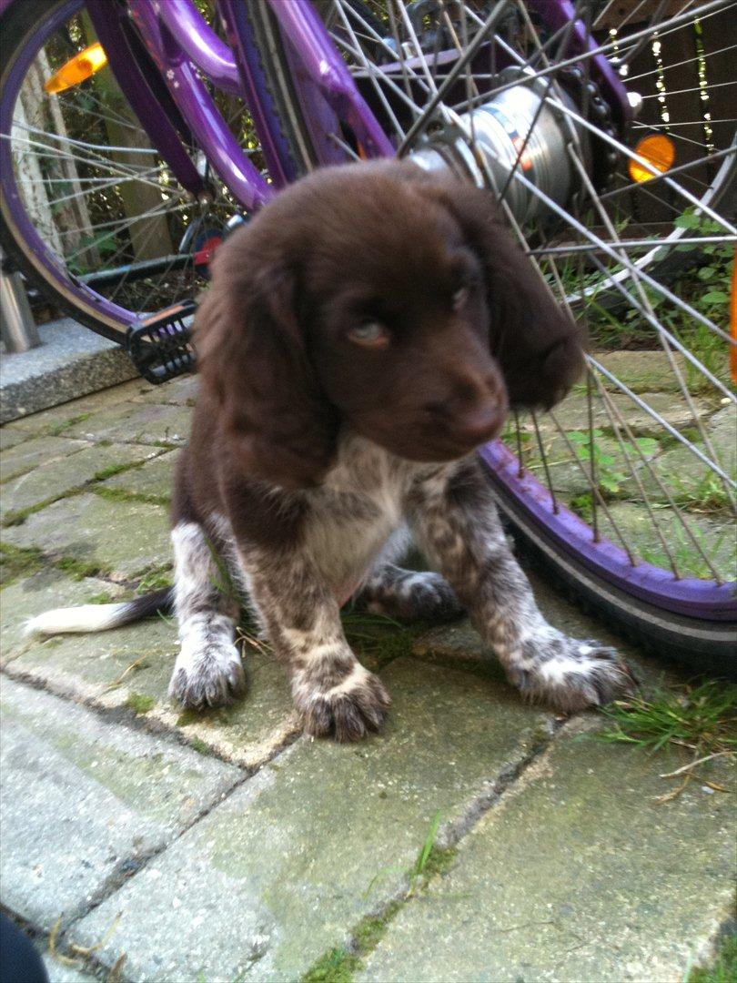 Blanding af racer Dingo billede 5