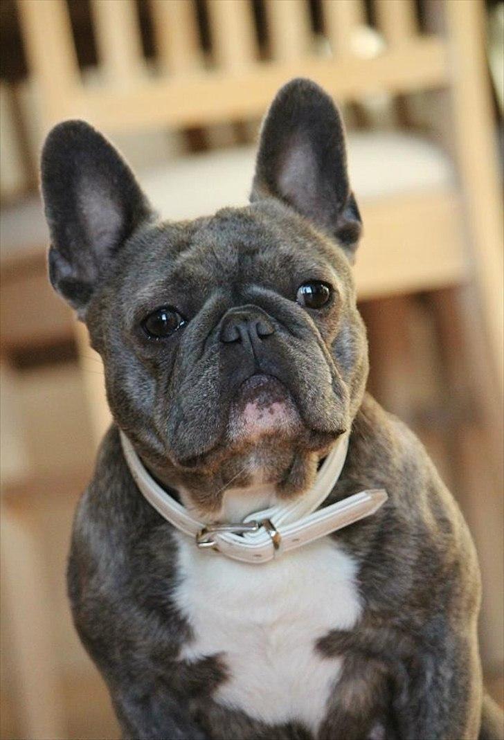 Fransk bulldog Cookie Blue billede 2