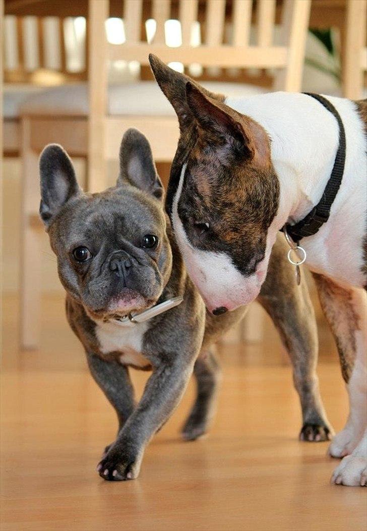 Fransk bulldog Cookie Blue billede 3