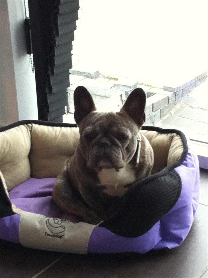 Fransk bulldog Cookie Blue billede 5