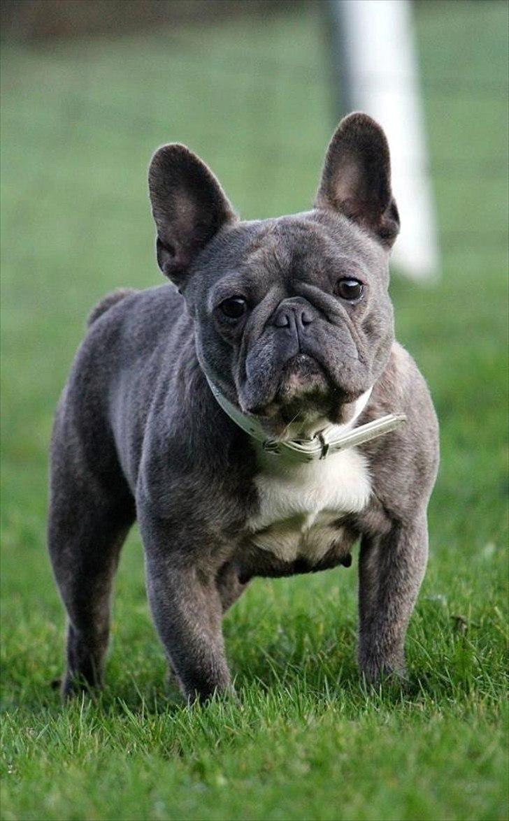 Fransk bulldog Cookie Blue billede 6