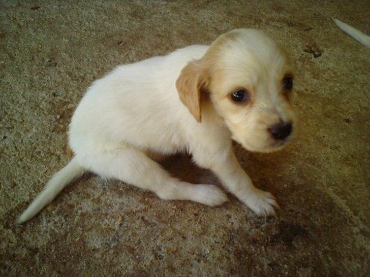 Engelsk setter Trolli  - Da vi var nede og se hende  billede 1