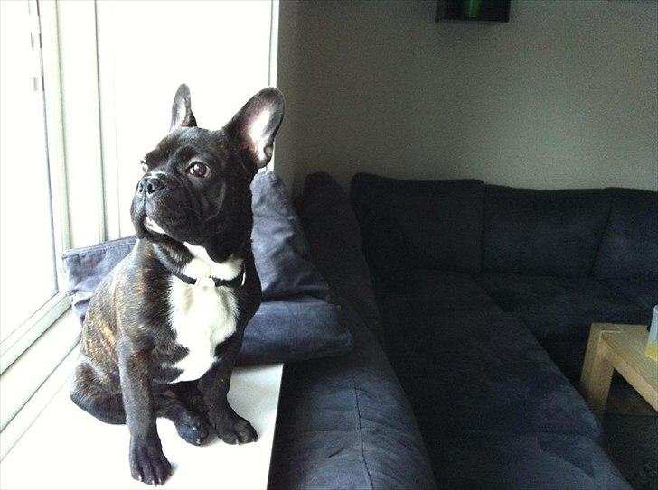 Fransk bulldog Rocco - Rocco 5 måneder og 20 dage billede 2