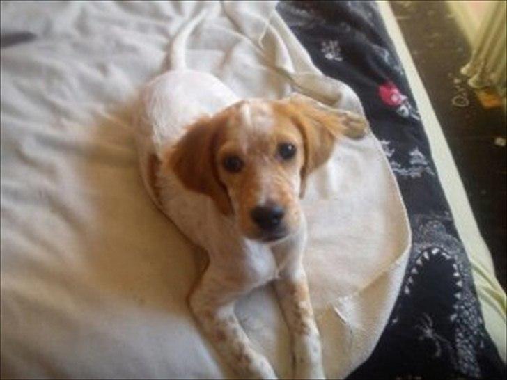 Engelsk setter Trolli  billede 2