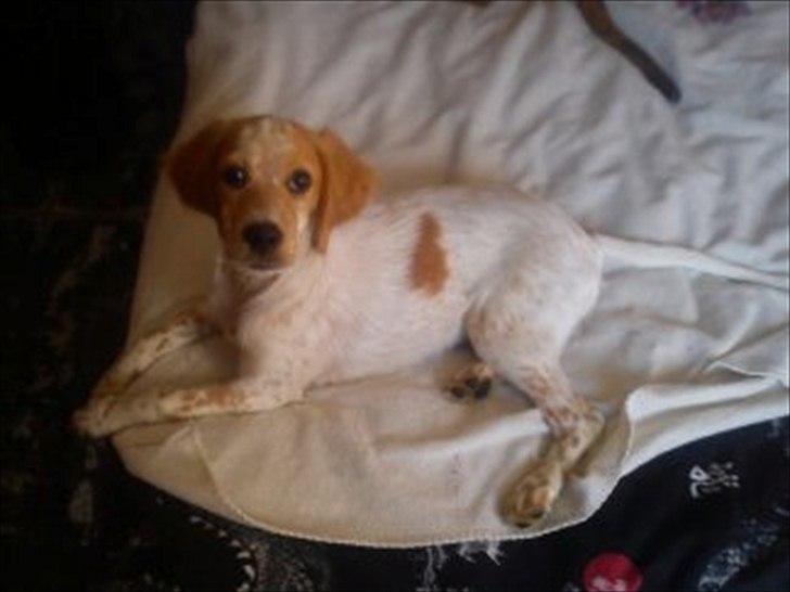 Engelsk setter Trolli  billede 3