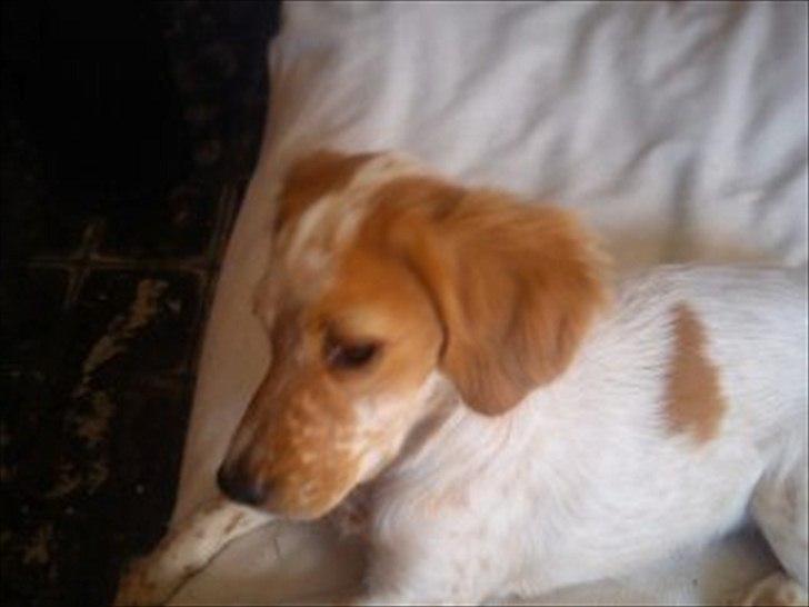 Engelsk setter Trolli  billede 4