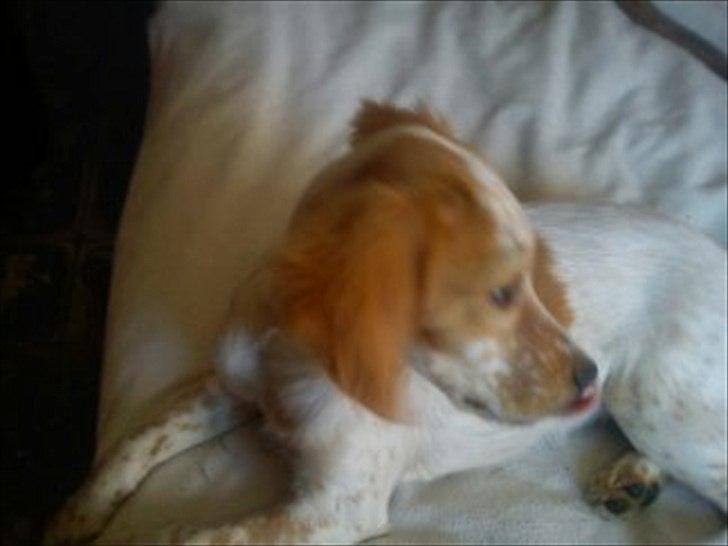 Engelsk setter Trolli  billede 5