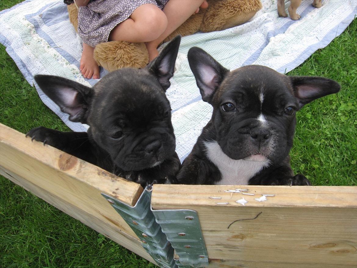 Fransk bulldog Rocco billede 6