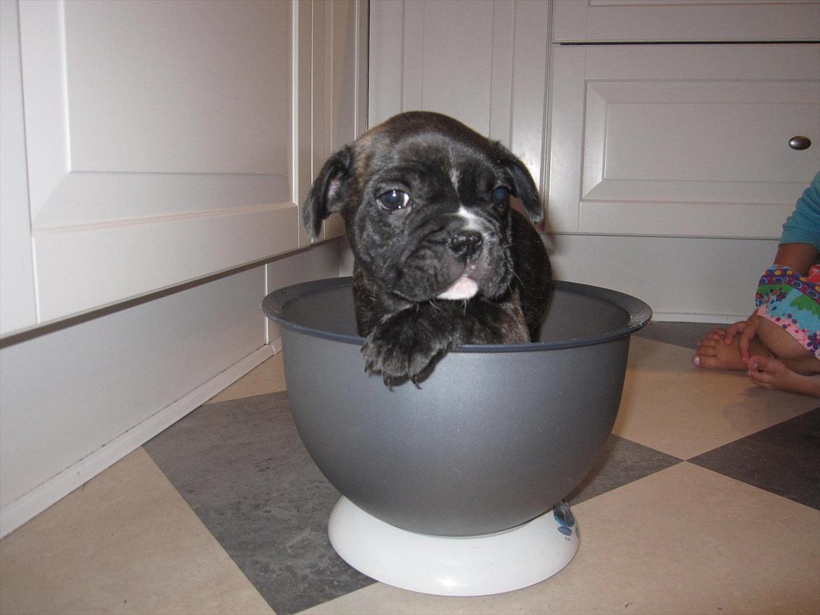 Fransk bulldog Rocco billede 4