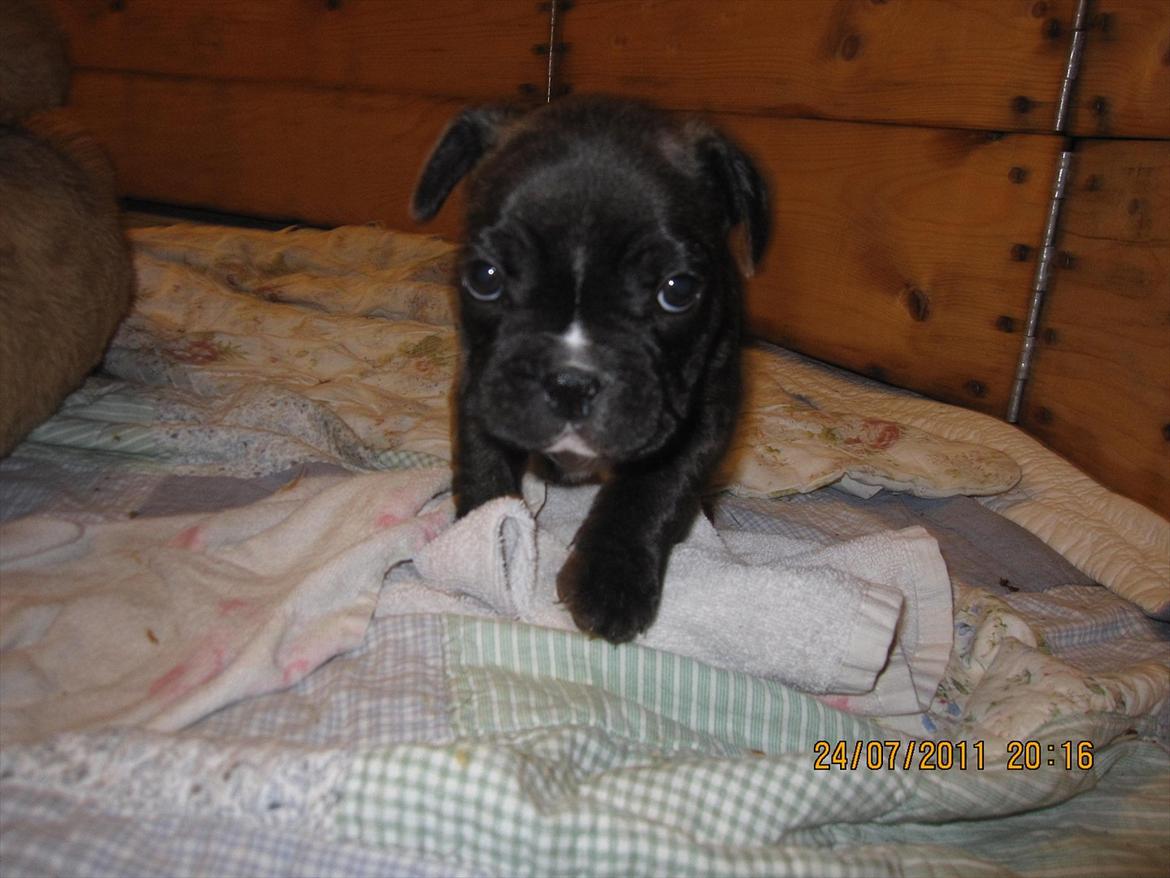 Fransk bulldog Rocco billede 5