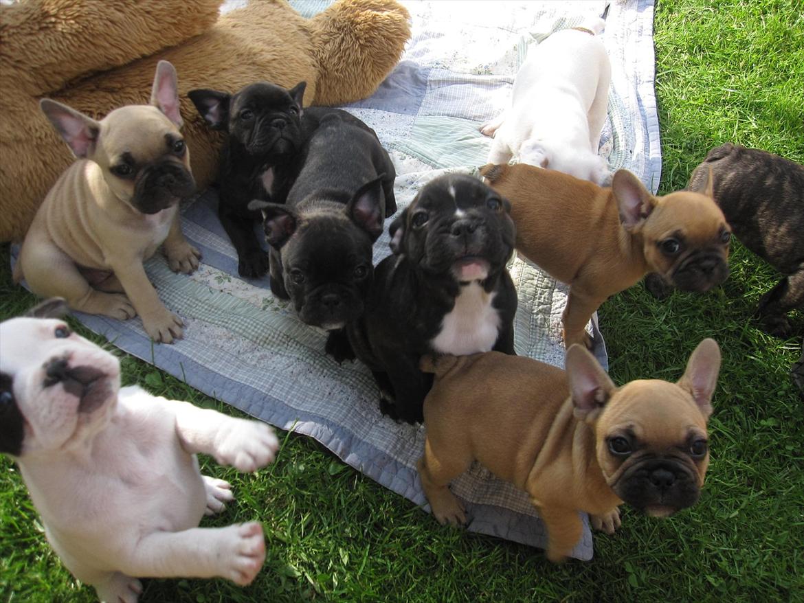 Fransk bulldog Rocco - I en tidlig alder vil han gerne gøre opmærksom på sig selv.... WuuuuuWW billede 3