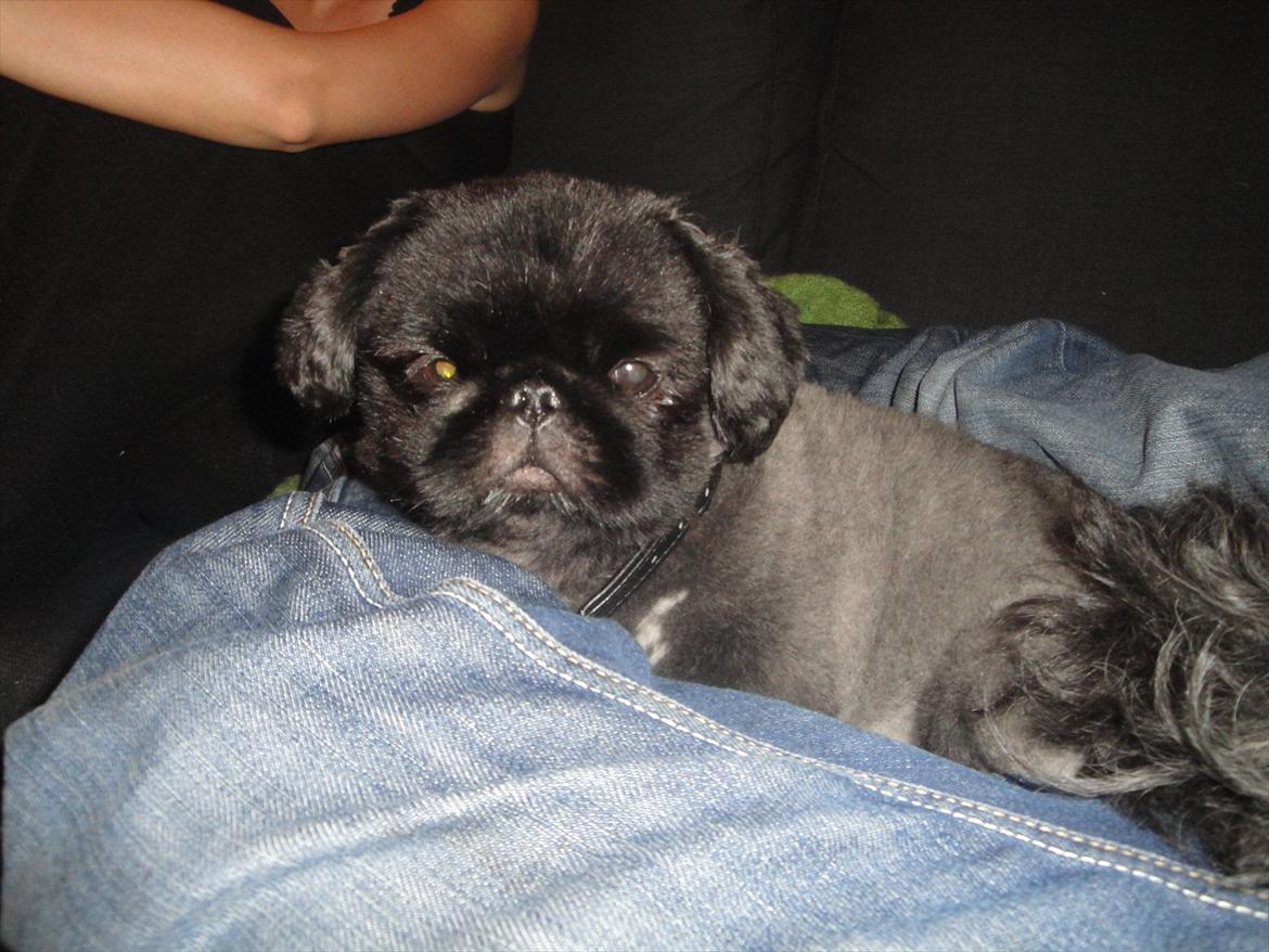 Pekingeser *Quadro* billede 11