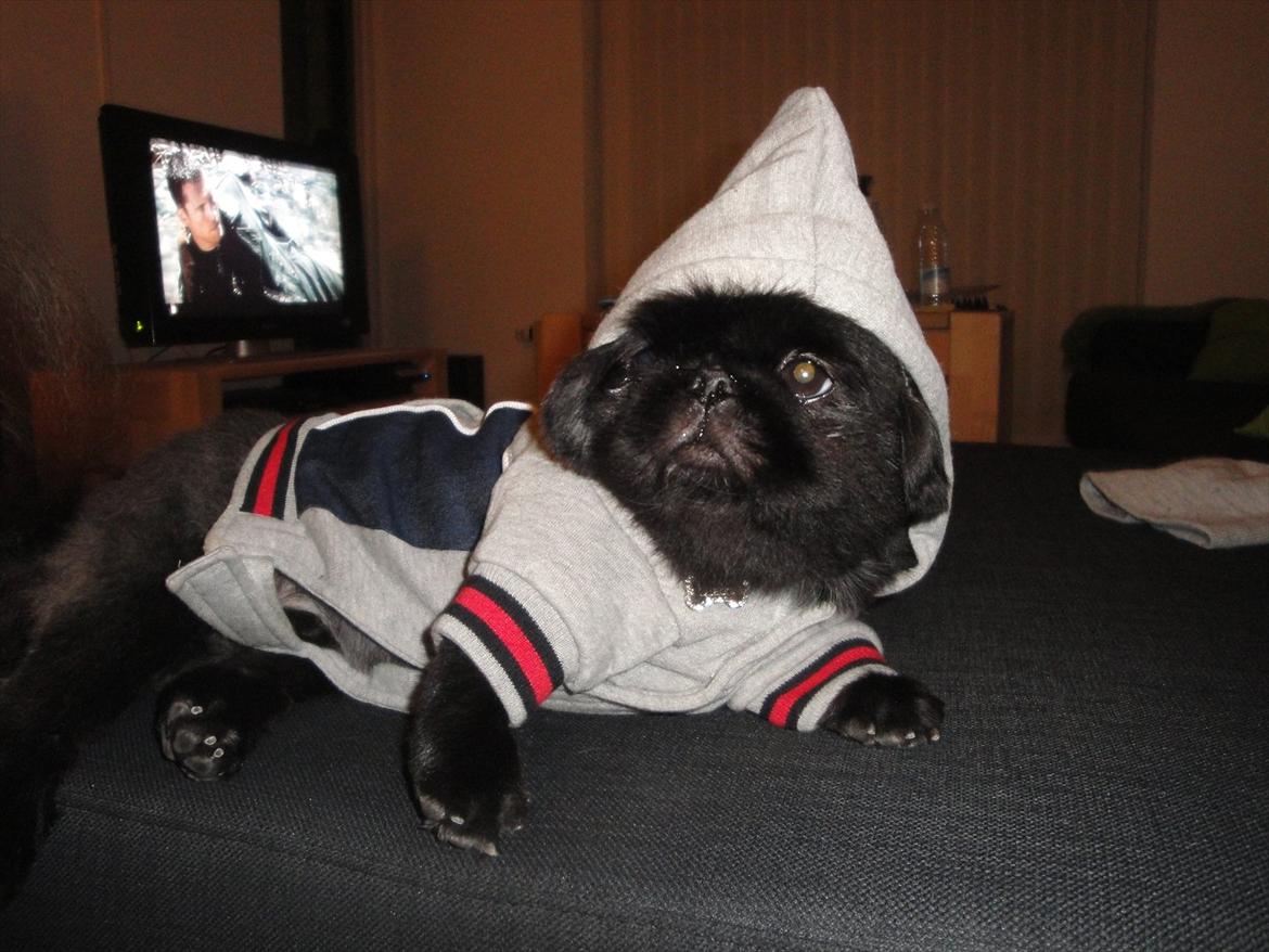 Pekingeser *Quadro* billede 12