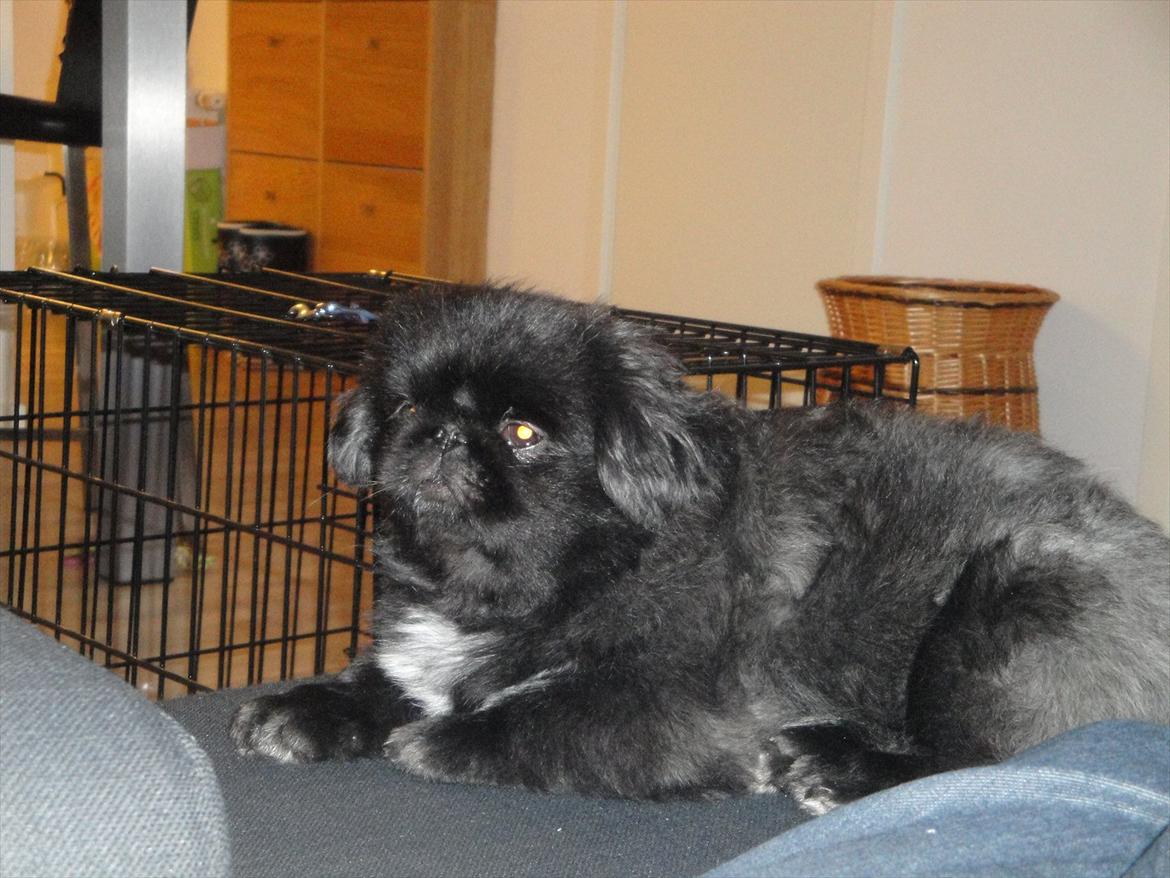 Pekingeser *Quadro* billede 13