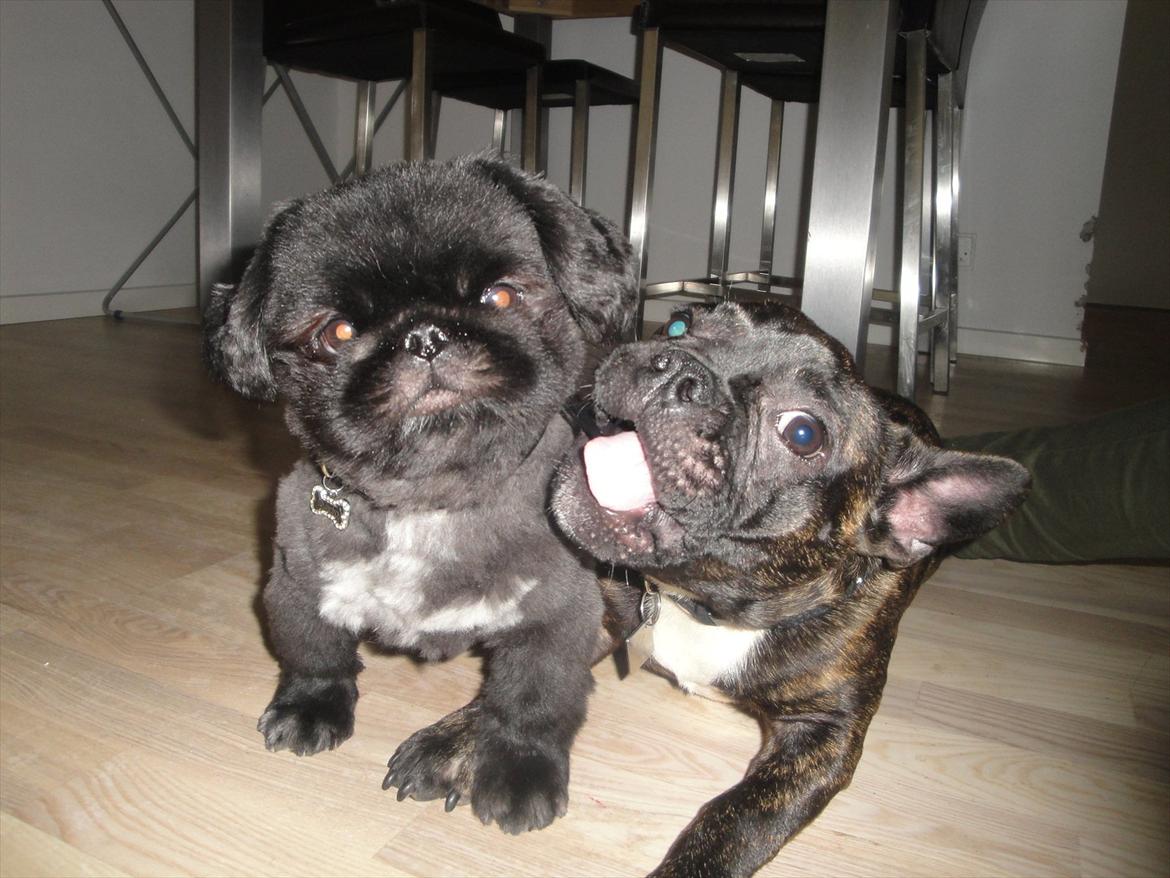 Pekingeser *Quadro* billede 14