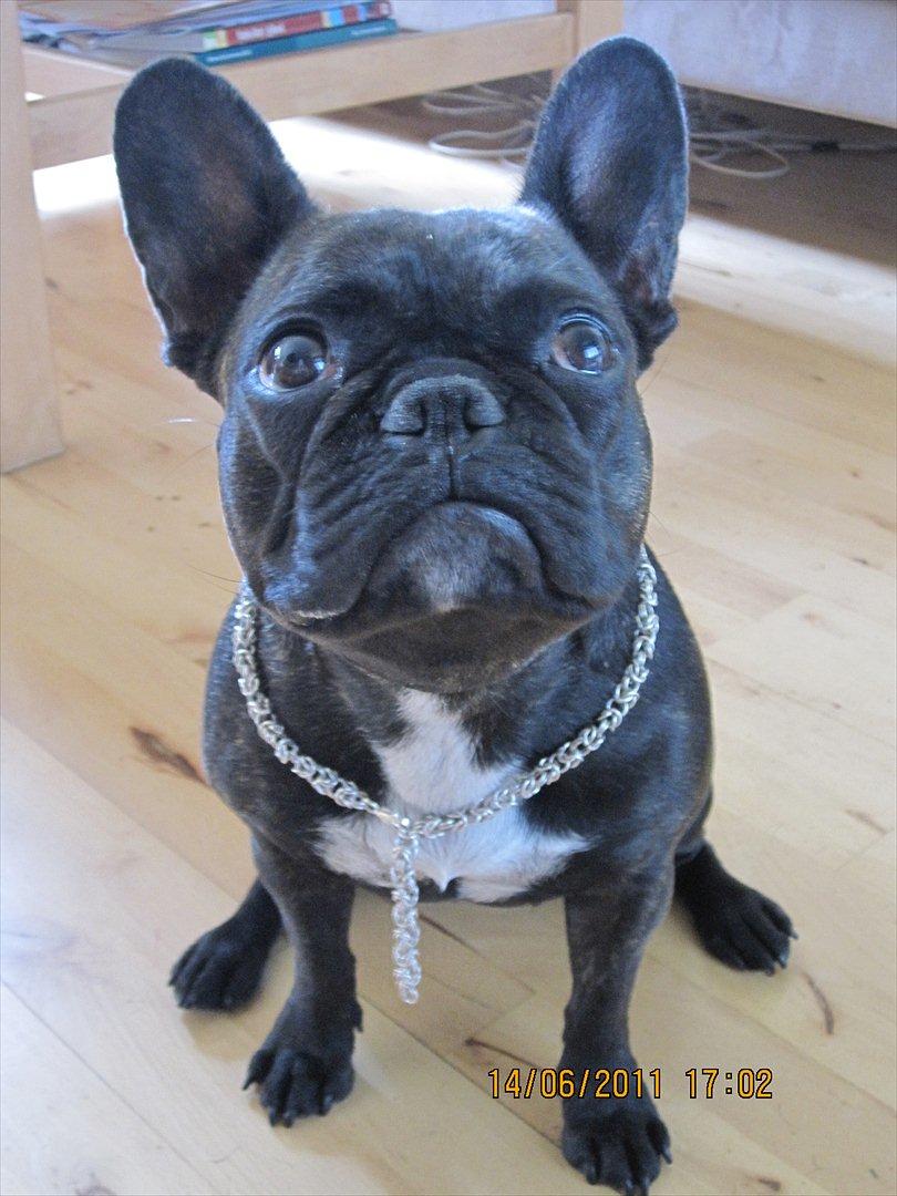 Fransk bulldog Ida - Smukke mig, med halskæde på. <3 billede 1