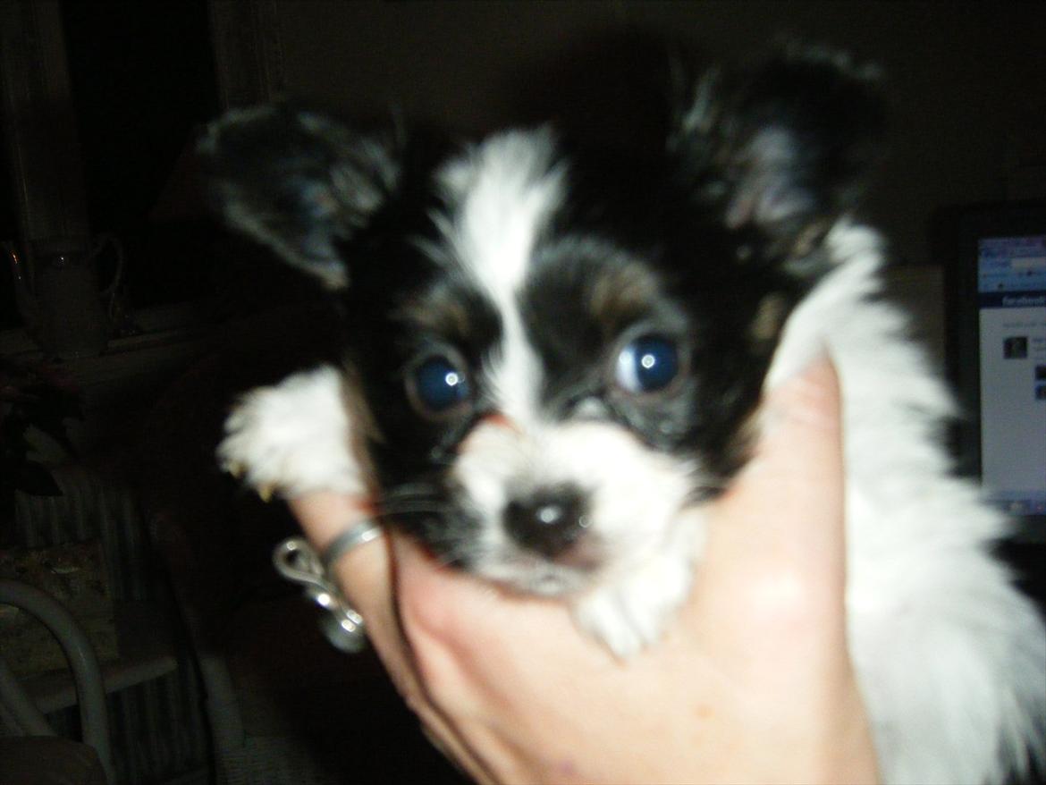 Papillon Cute Diamonds Tinker Bell - 5 uger billede 2