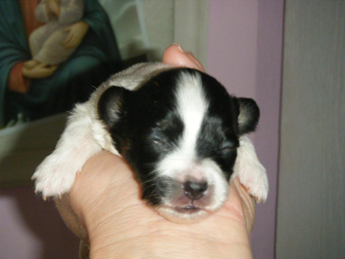 Papillon Cute Diamonds Tinker Bell billede 3