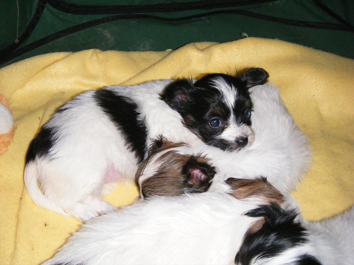 Papillon Cute Diamonds Tinker Bell billede 4