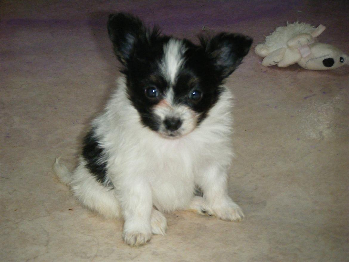 Papillon Cute Diamonds Tinker Bell billede 5