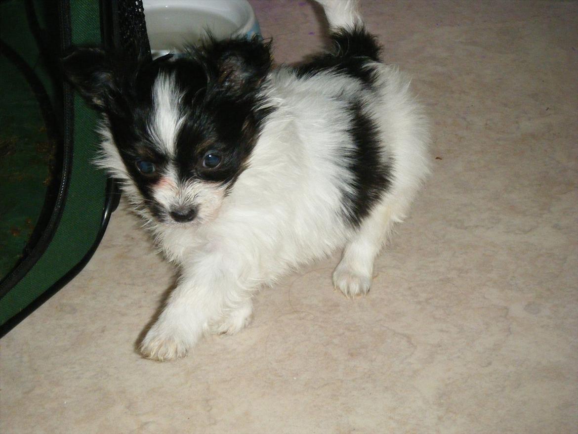 Papillon Cute Diamonds Tinker Bell billede 6