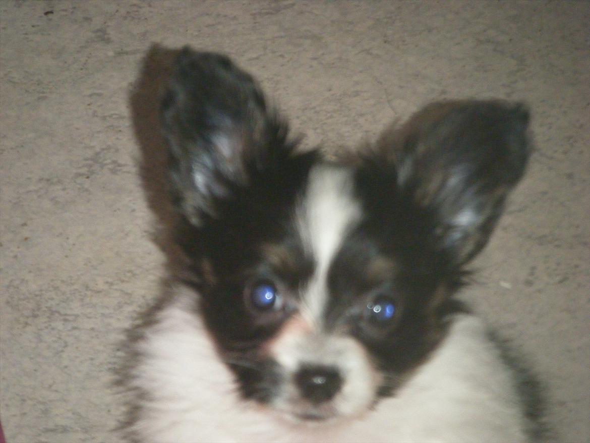 Papillon Cute Diamonds Tinker Bell billede 7