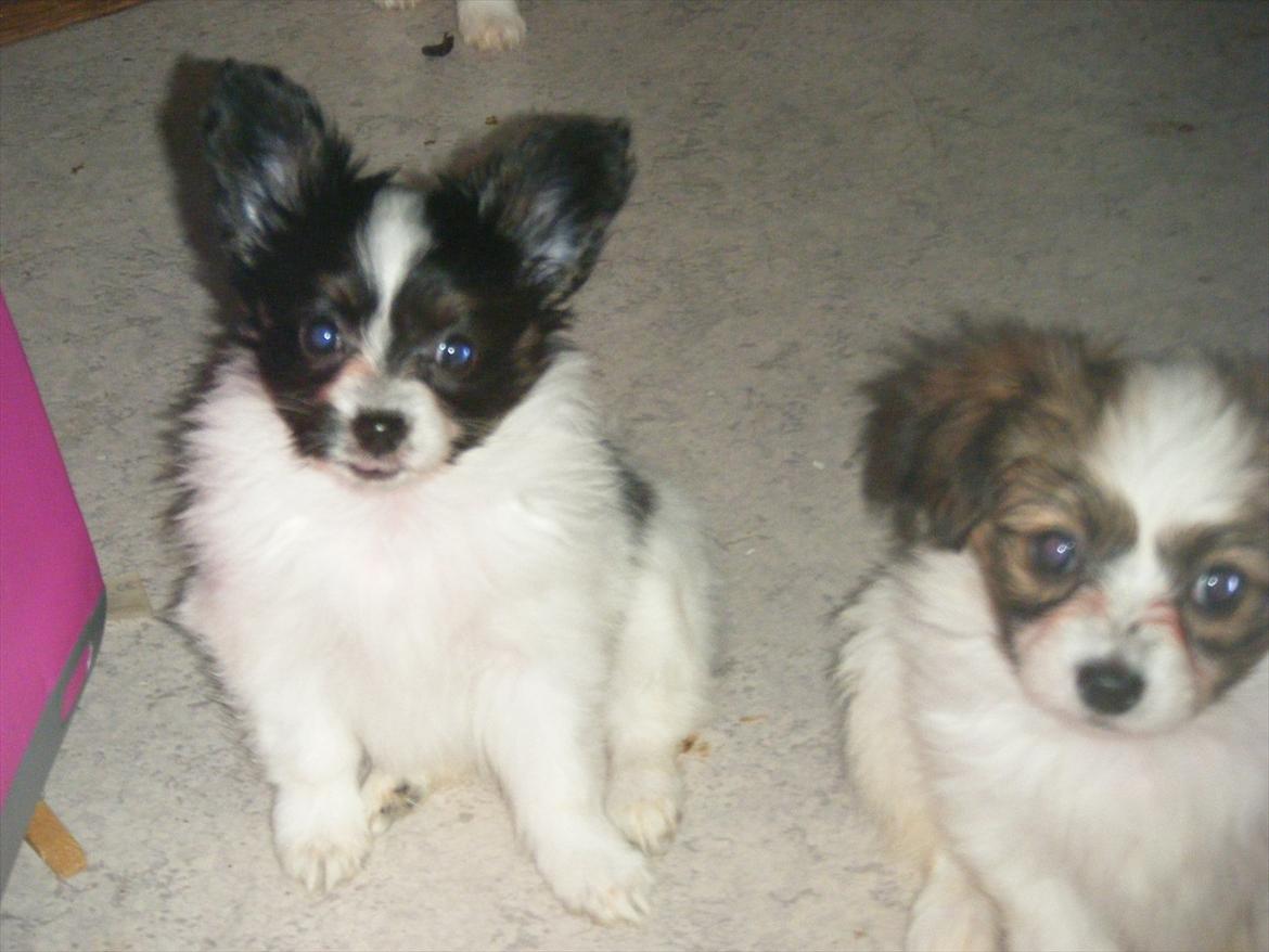 Papillon Cute Diamonds Tinker Bell billede 8