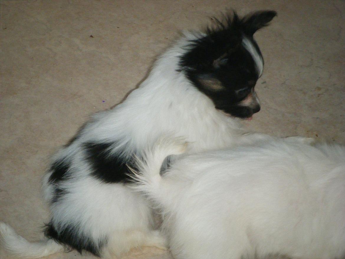 Papillon Cute Diamonds Tinker Bell - Ikke spise alt maden billede 9