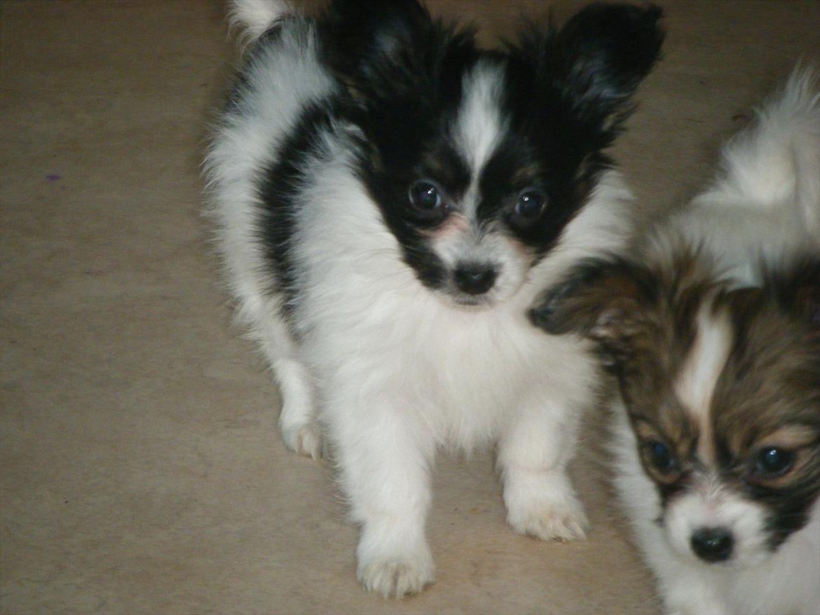 Papillon Cute Diamonds Tinker Bell billede 10