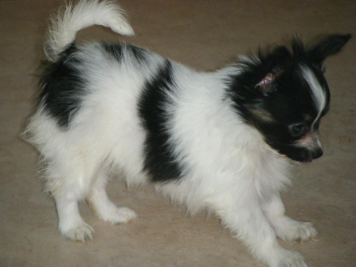 Papillon Cute Diamonds Tinker Bell billede 11