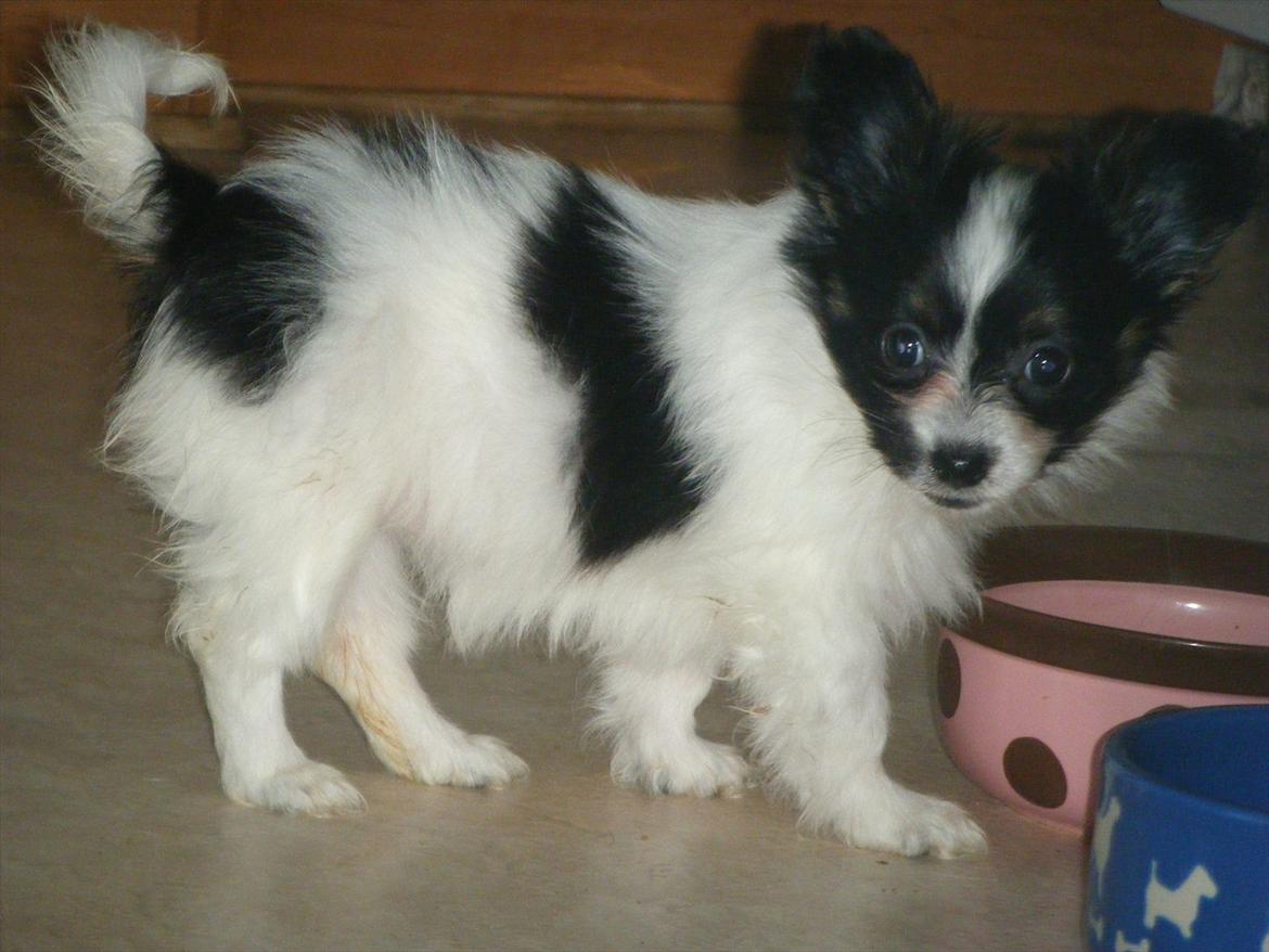 Papillon Cute Diamonds Tinker Bell billede 12