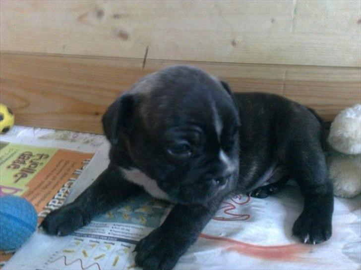 Fransk bulldog Rocco - 5 uger billede 7