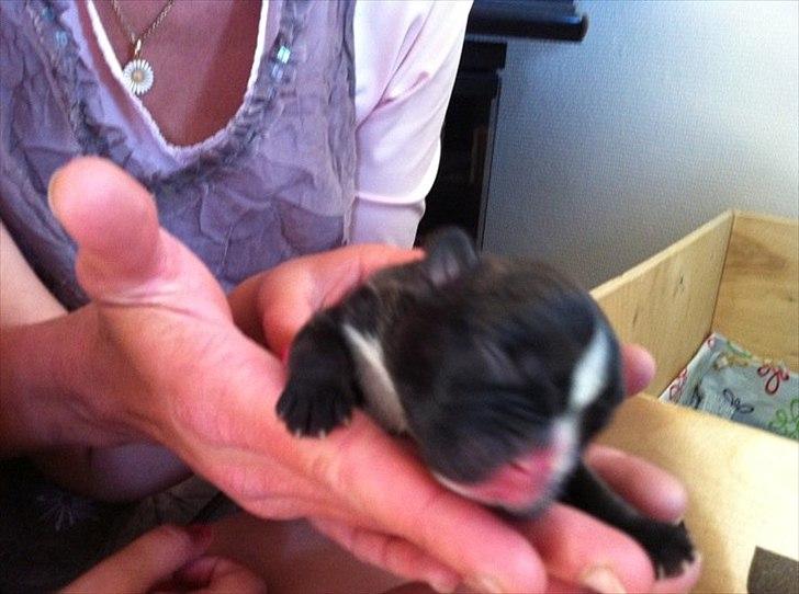 Fransk bulldog Rocco - Næsten nyfødt billede 8