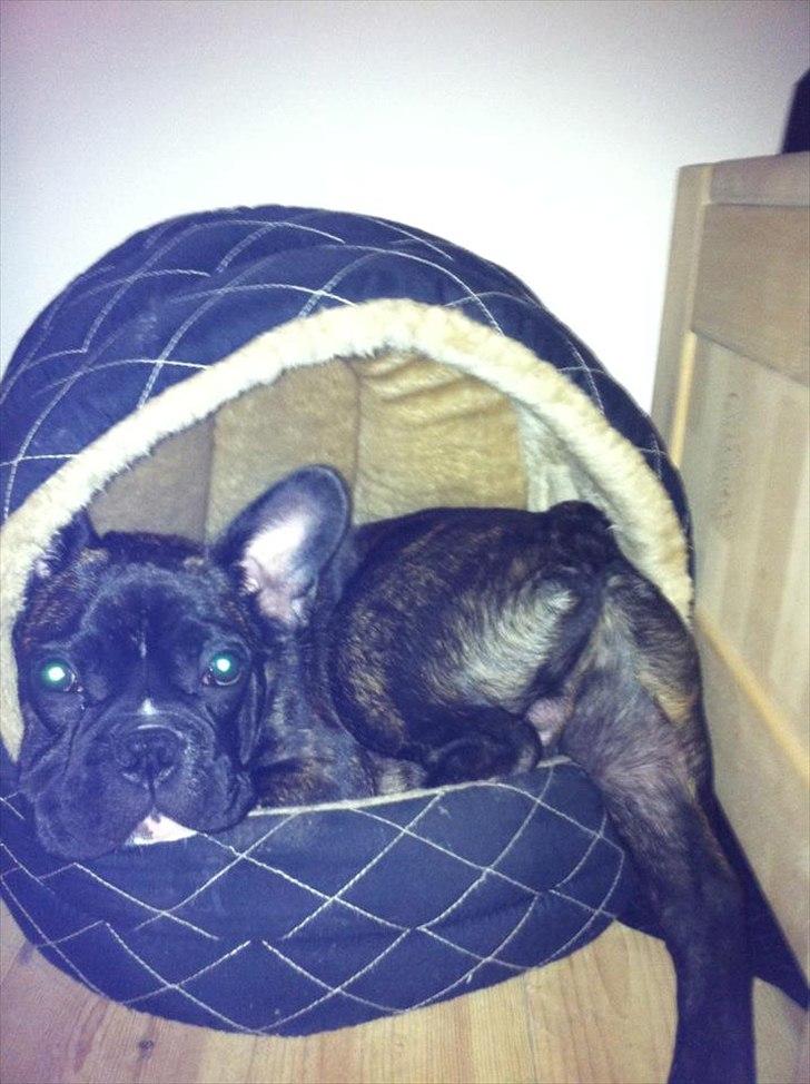 Fransk bulldog Rocco - Jeg kan sagtens være her billede 9