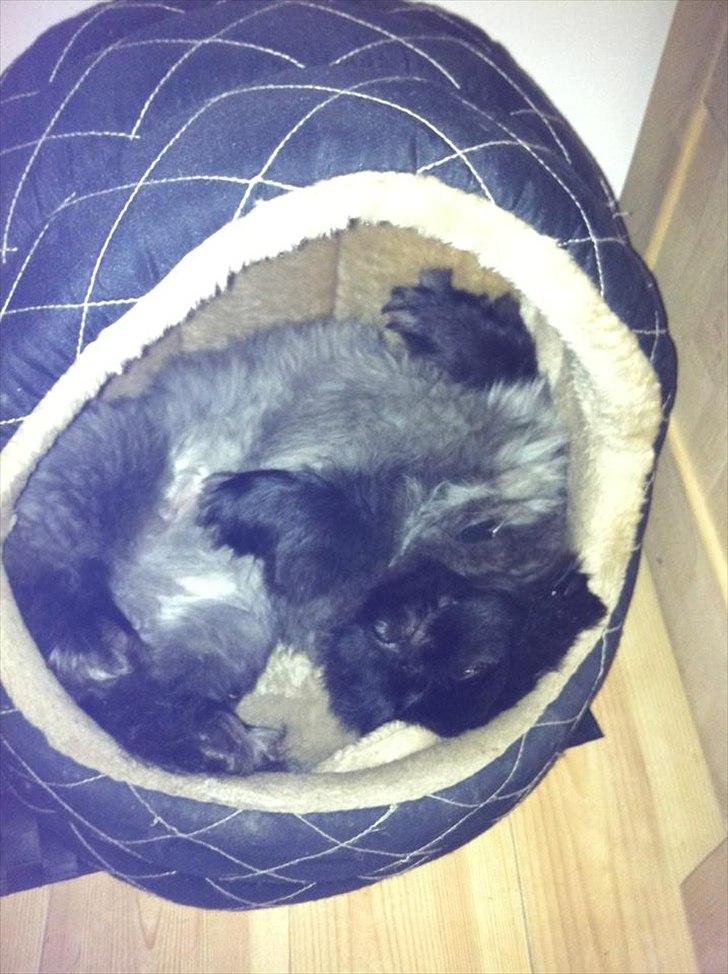 Pekingeser *Quadro* billede 15