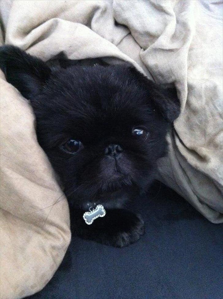 Pekingeser *Quadro* billede 16