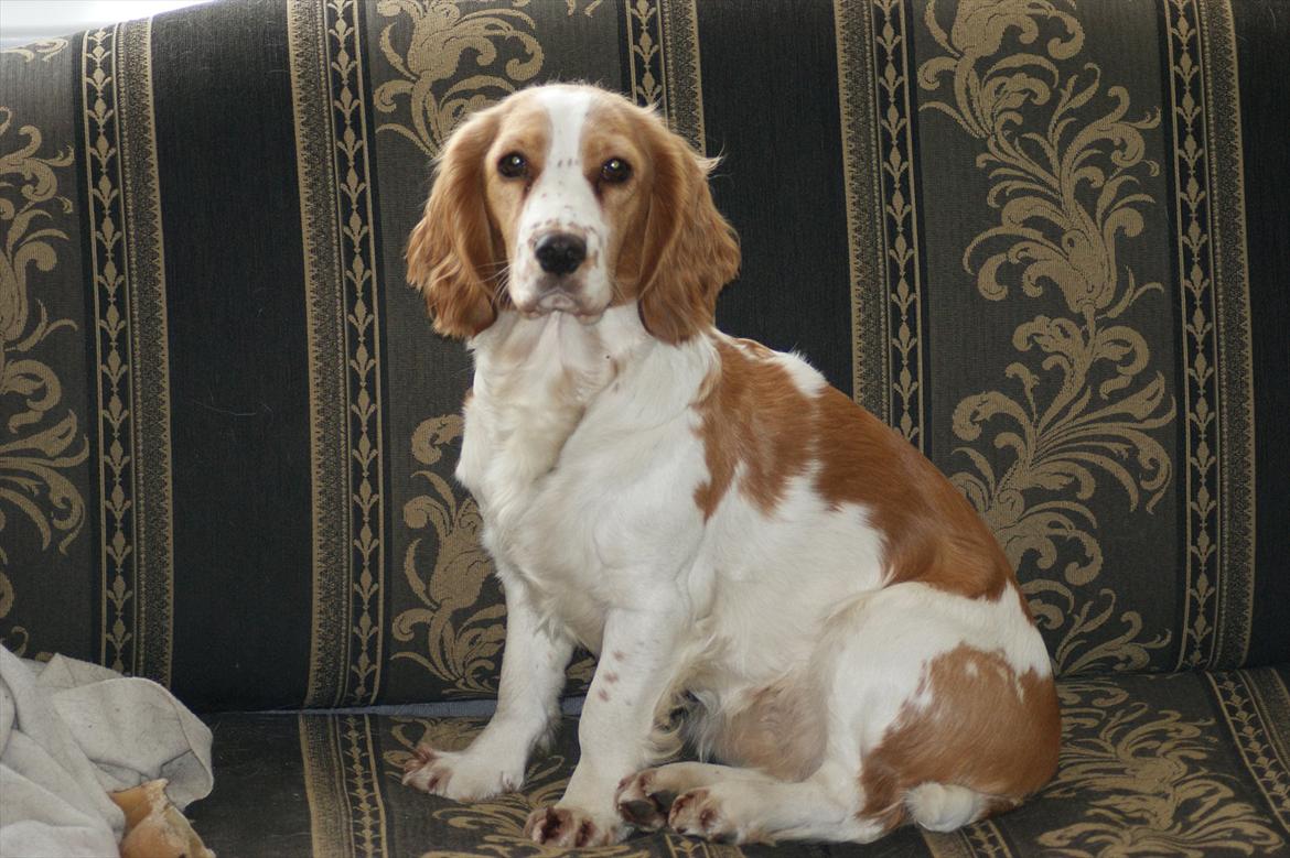 Blanding af racer Bubbi billede 20