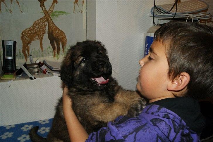 Leonberger Lions Of Dogs Nova Eazy Gro - Nova med sin storebror billede 6