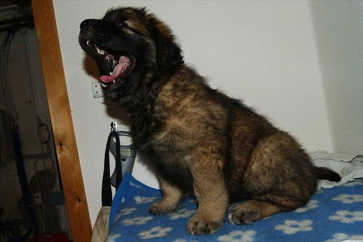Leonberger Lions Of Dogs Nova Eazy Gro billede 7