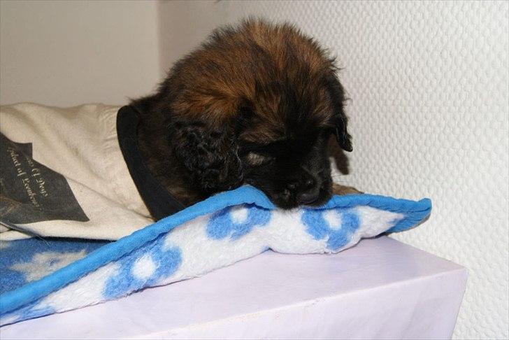 Leonberger Lions Of Dogs Nova Eazy Gro - banditten billede 8