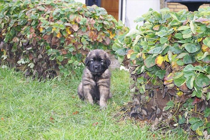Leonberger Lions Of Dogs Nova Eazy Gro - på tur i haven billede 9