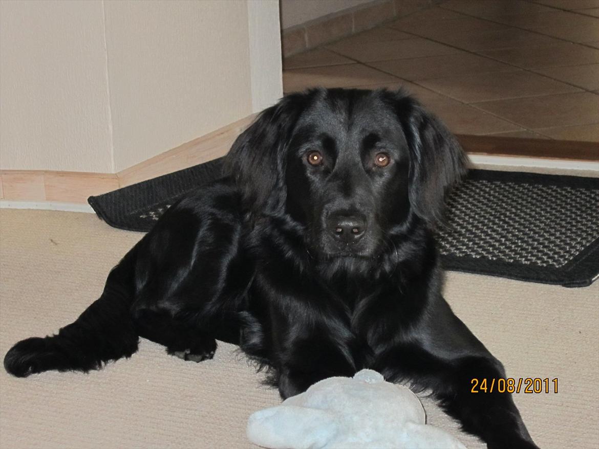 Blanding af racer charly - Vores dejlige Bordercolli -retriver-labdrador blanding billede 1