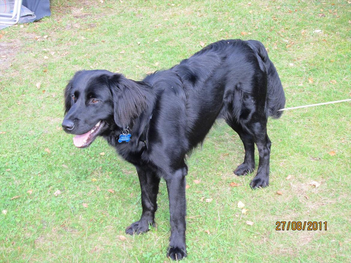 Blanding af racer charly billede 2