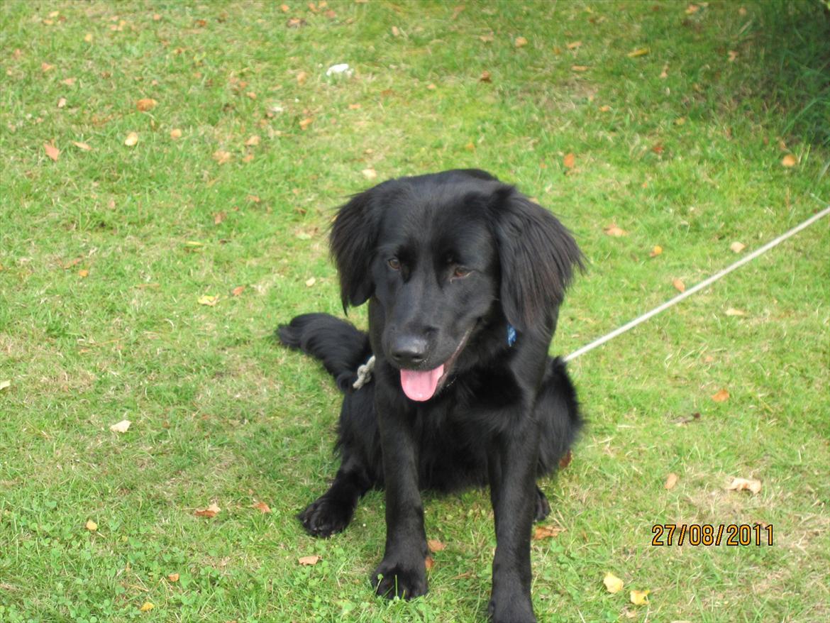 Blanding af racer charly billede 3