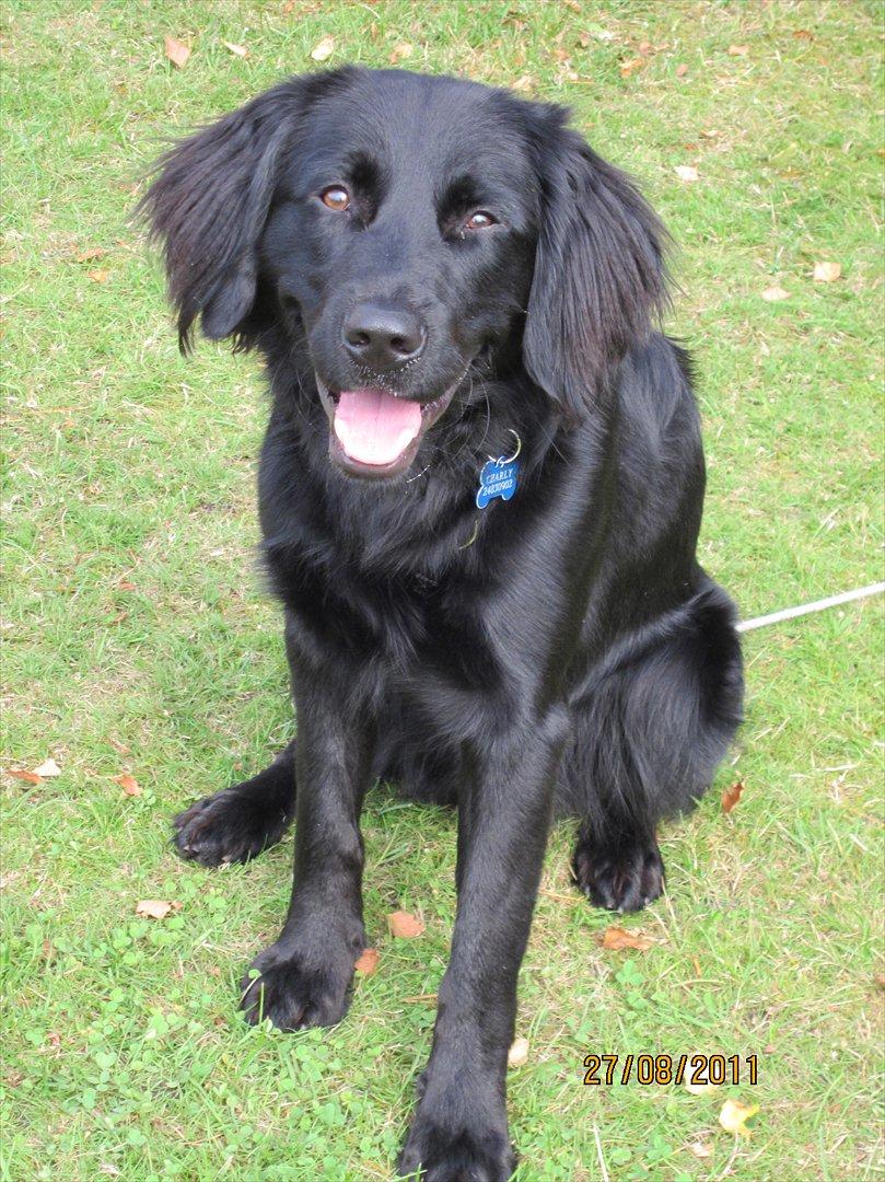 Blanding af racer charly billede 4